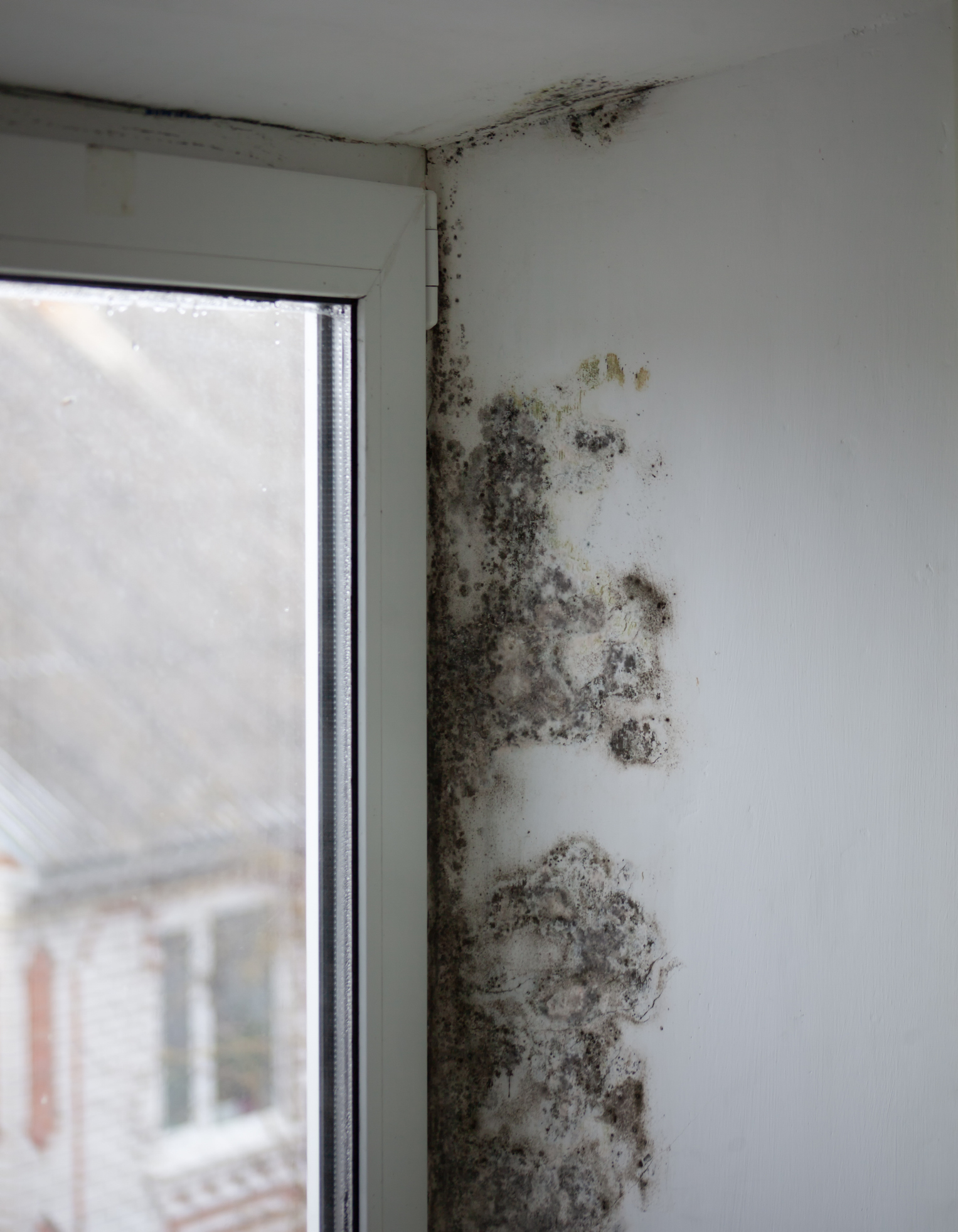 Mold on window frame and surrounding wall