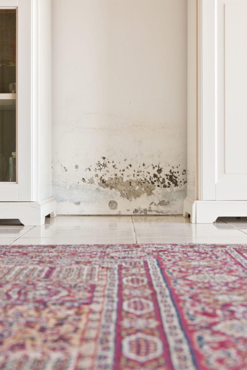 Black mold growth along the base of a wall in a low-traffic area of a home