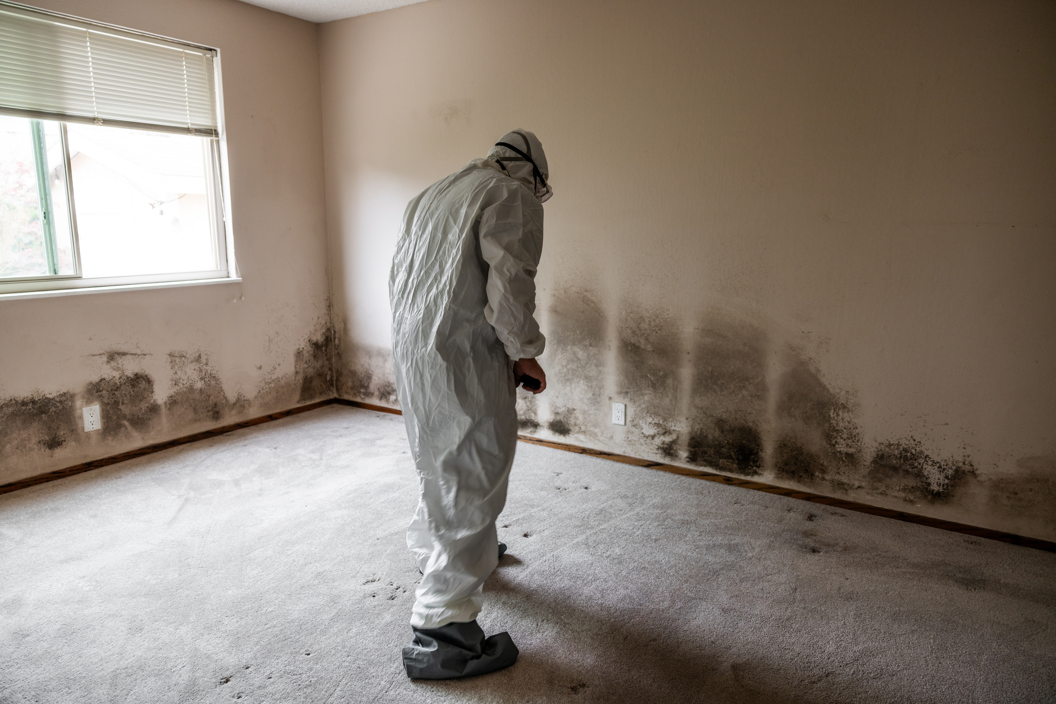 Licensed mold remediation specialist inspecting severe mold damage on walls