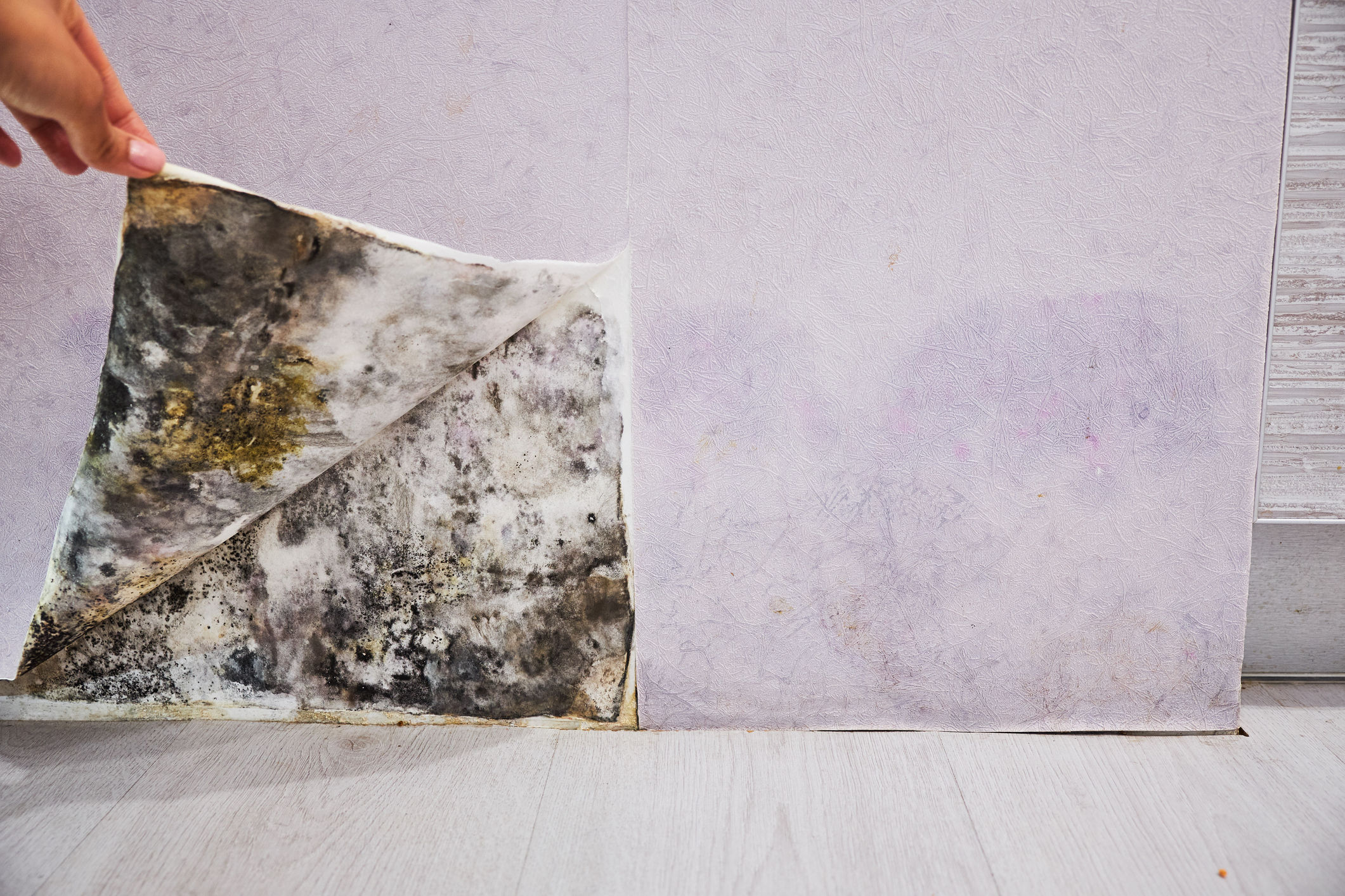 Peeling back wallpaper to reveal extensive mold behind it