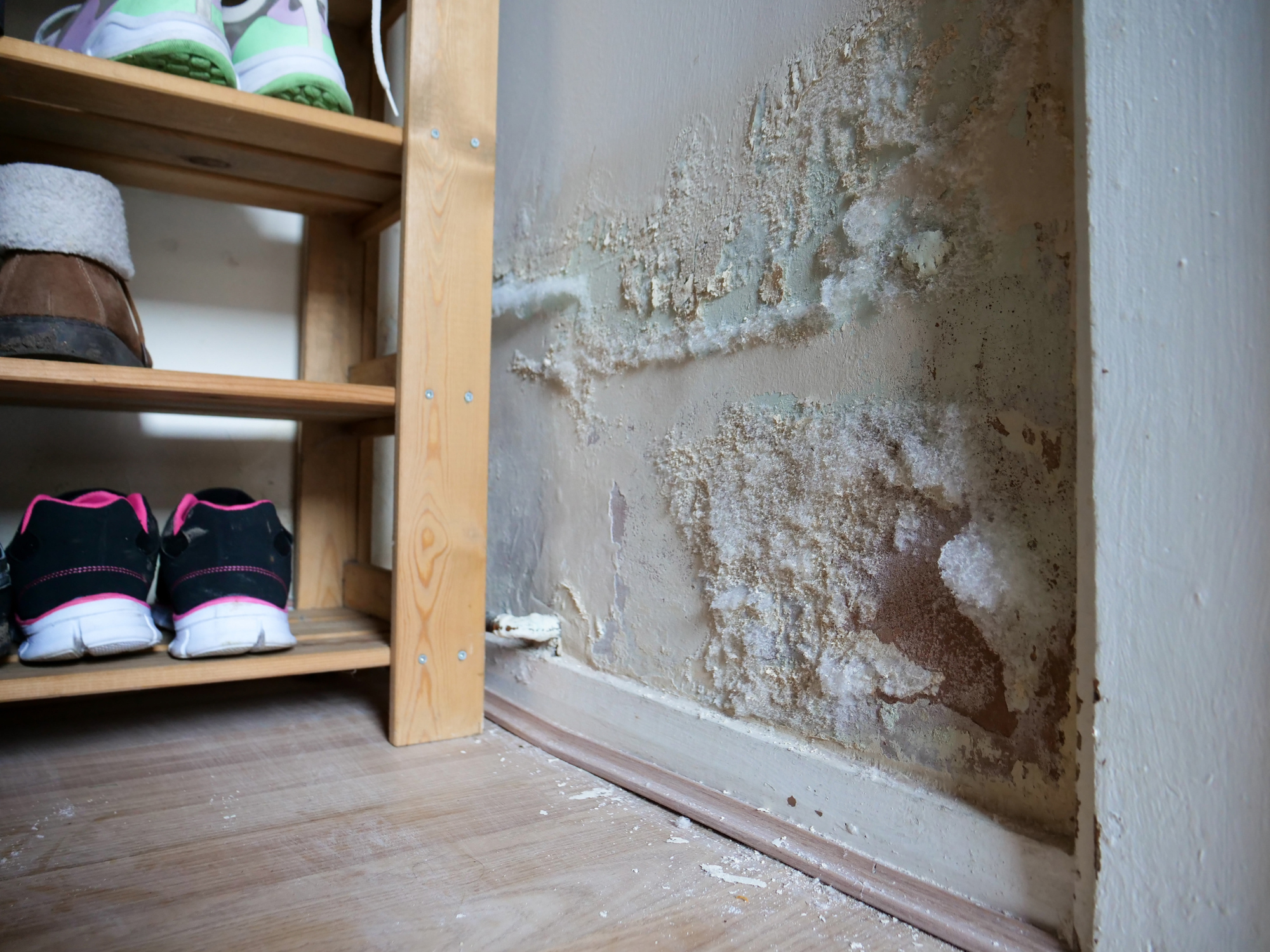 White mold growing on a damp interior wall after water damage