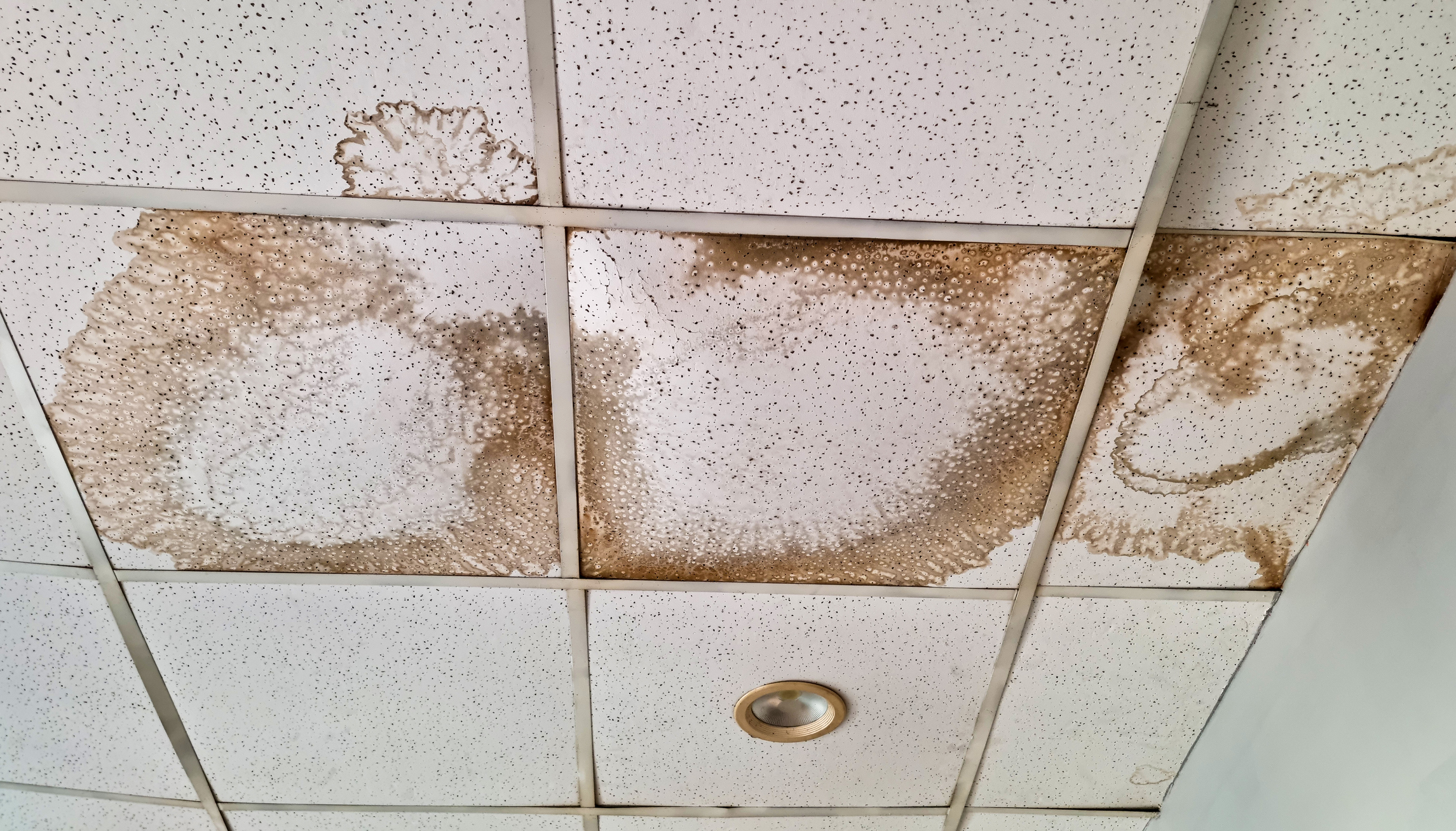 Brown water stains and discoloration spreading across ceiling tiles