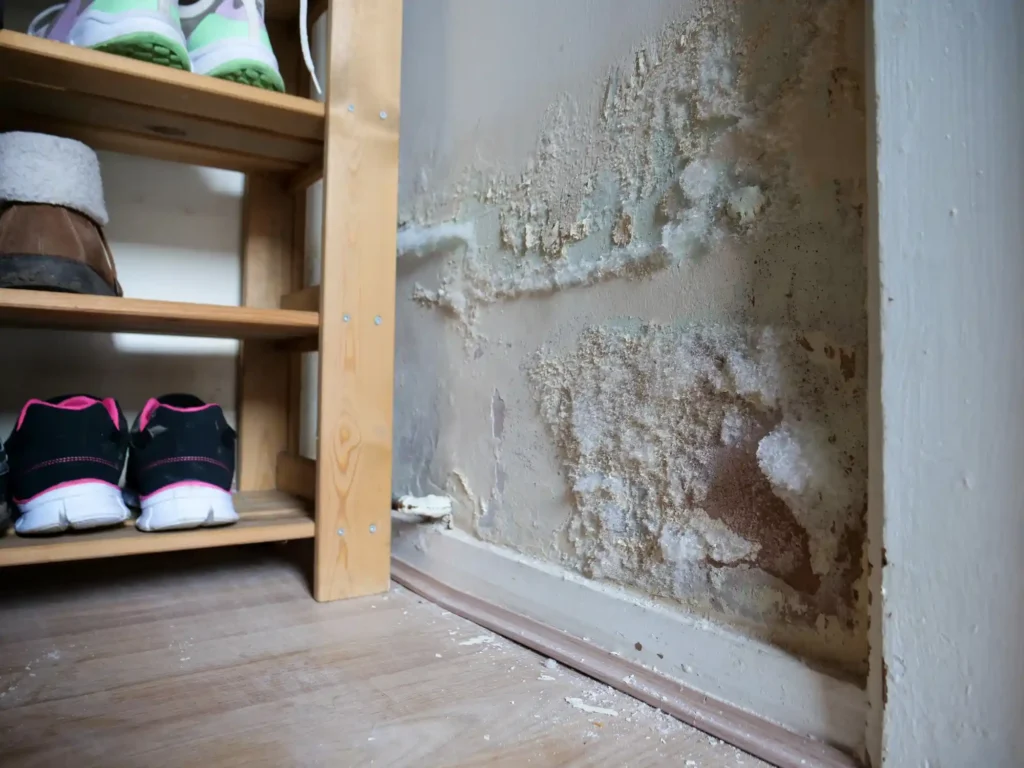 How Fast Can Mold Grow After Water Damage?