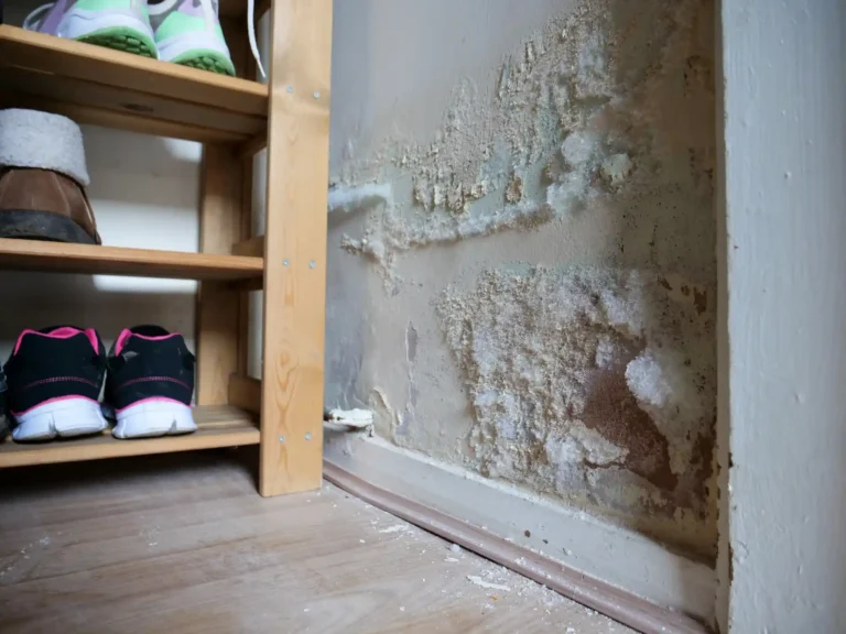 How Fast Can Mold Grow After Water Damage?