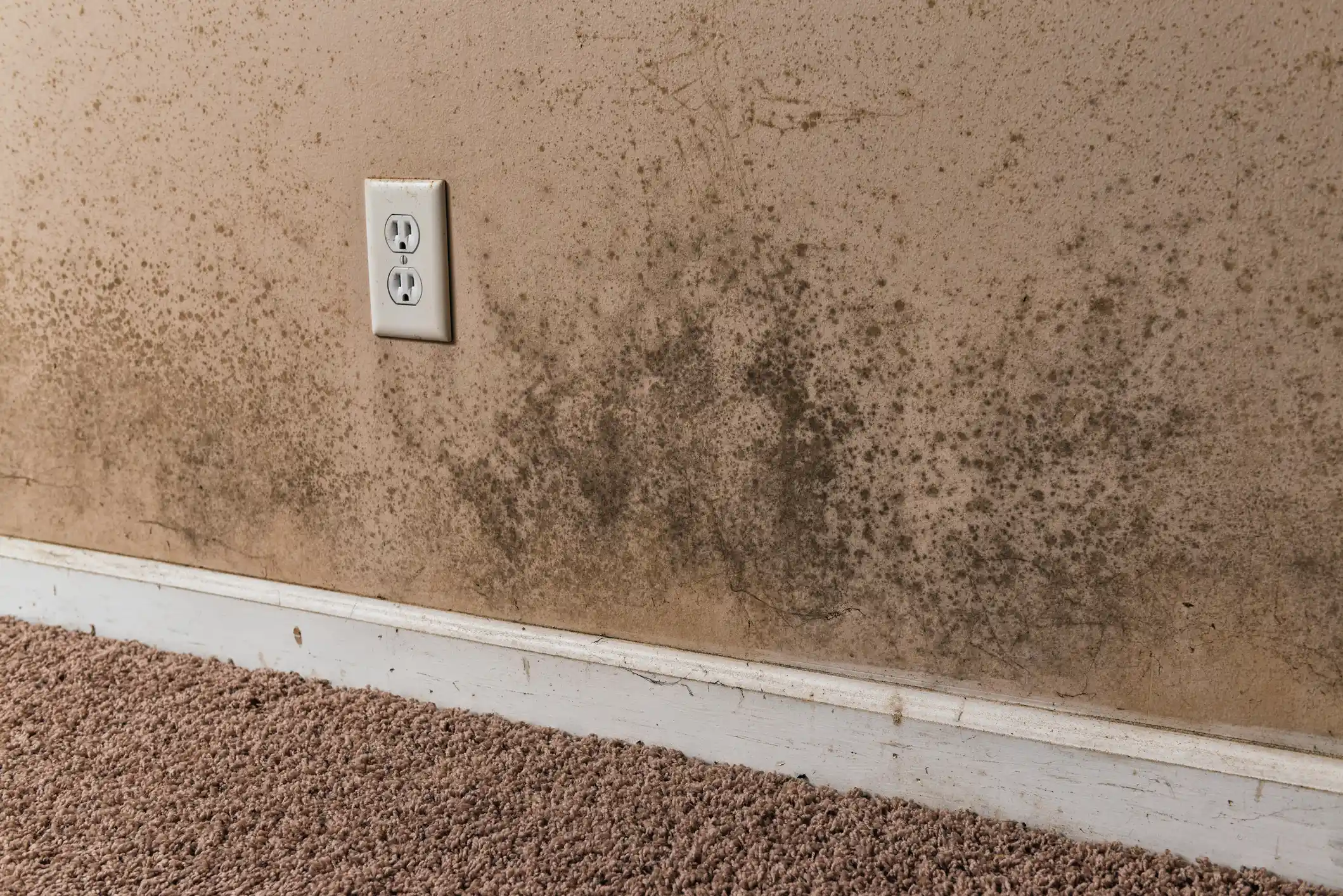 Mold Removal & Remediation