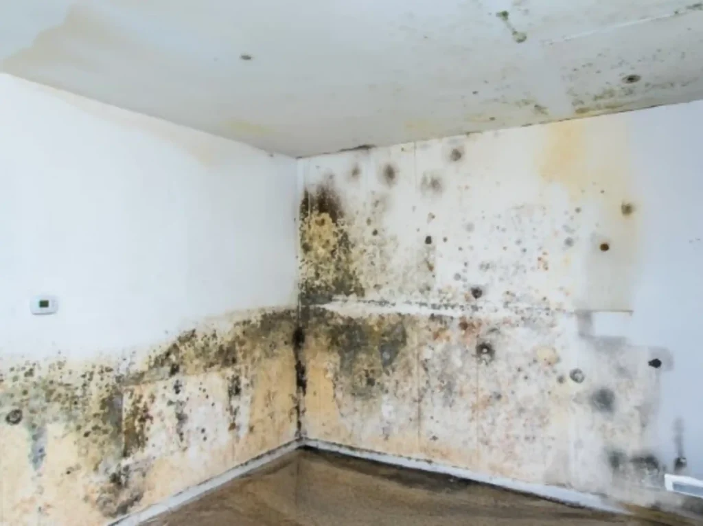 Mold Remediation