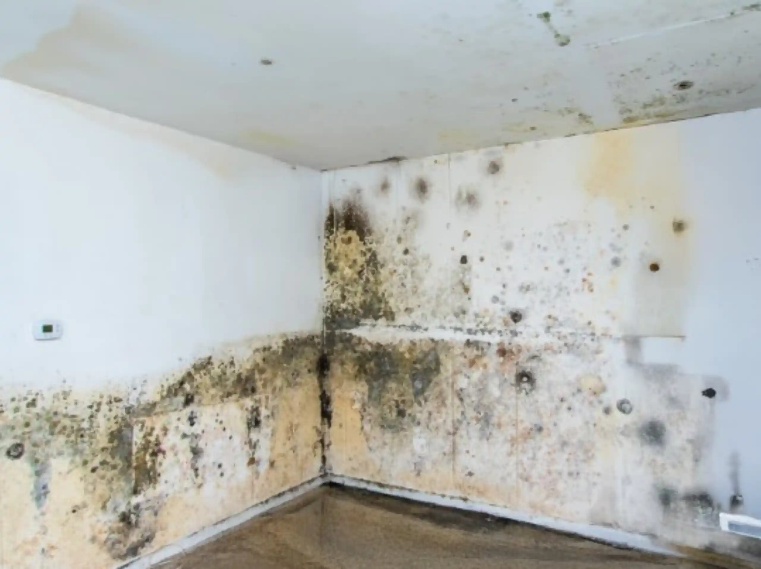 Mold growth on walls resulting from untreated storm moisture
