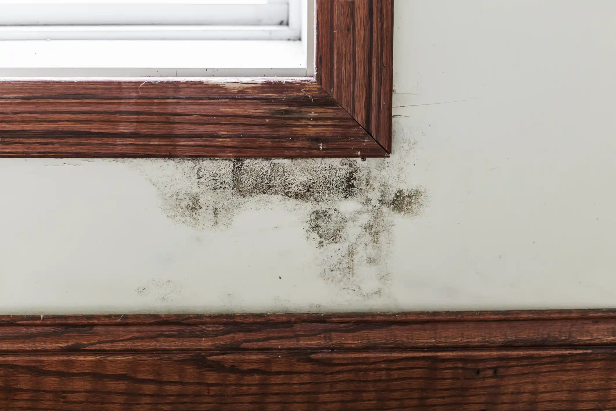 Mold growing on a window frame