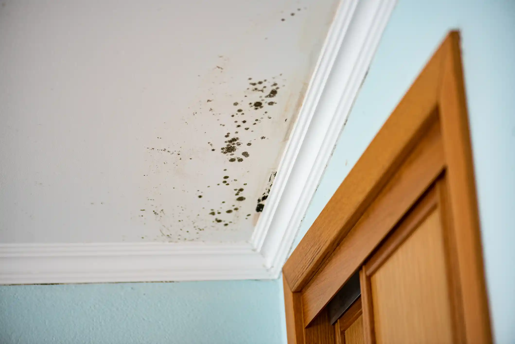 Mold spreading across a ceiling