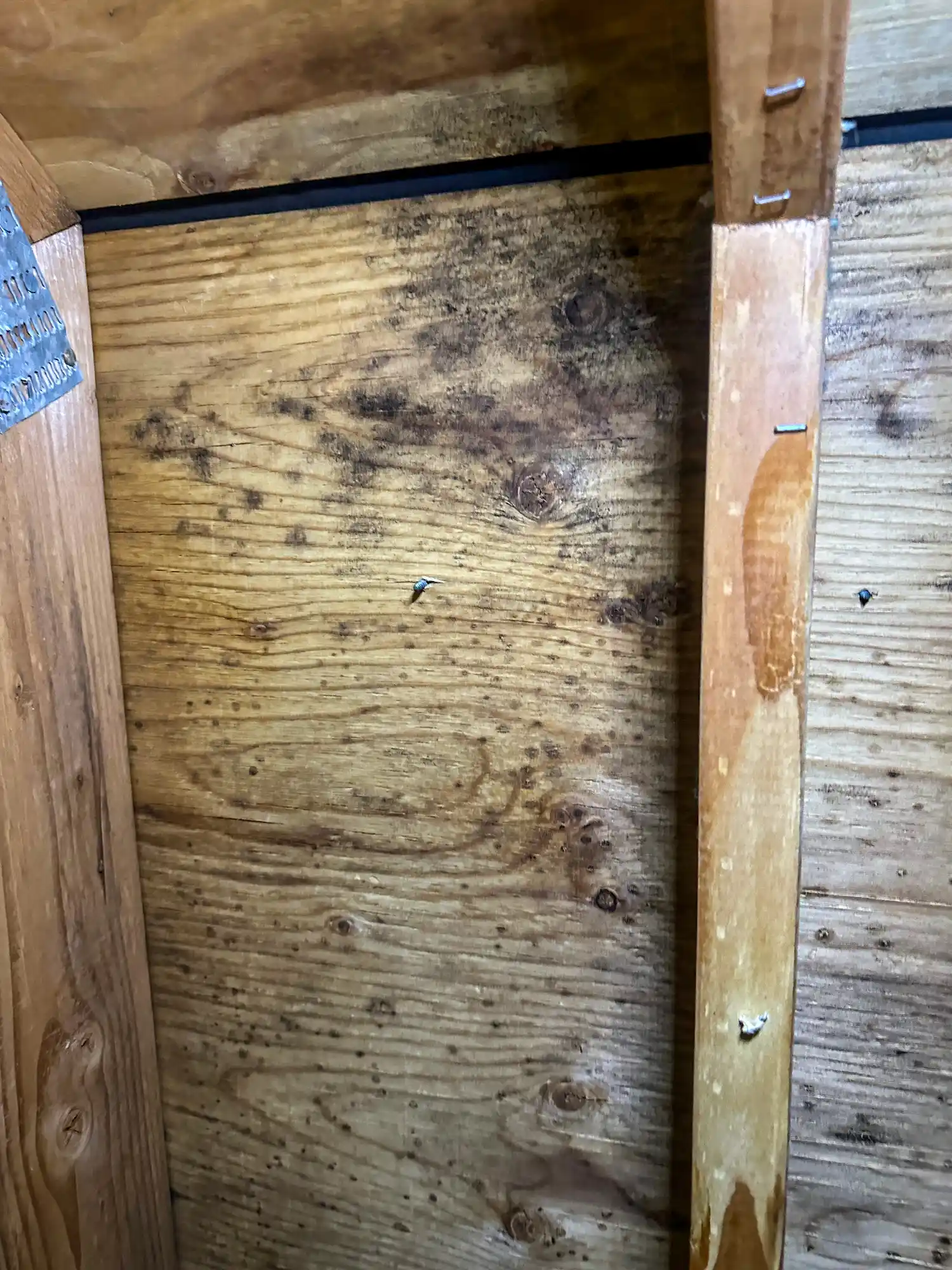 Mold growing on wood boards in an attic
