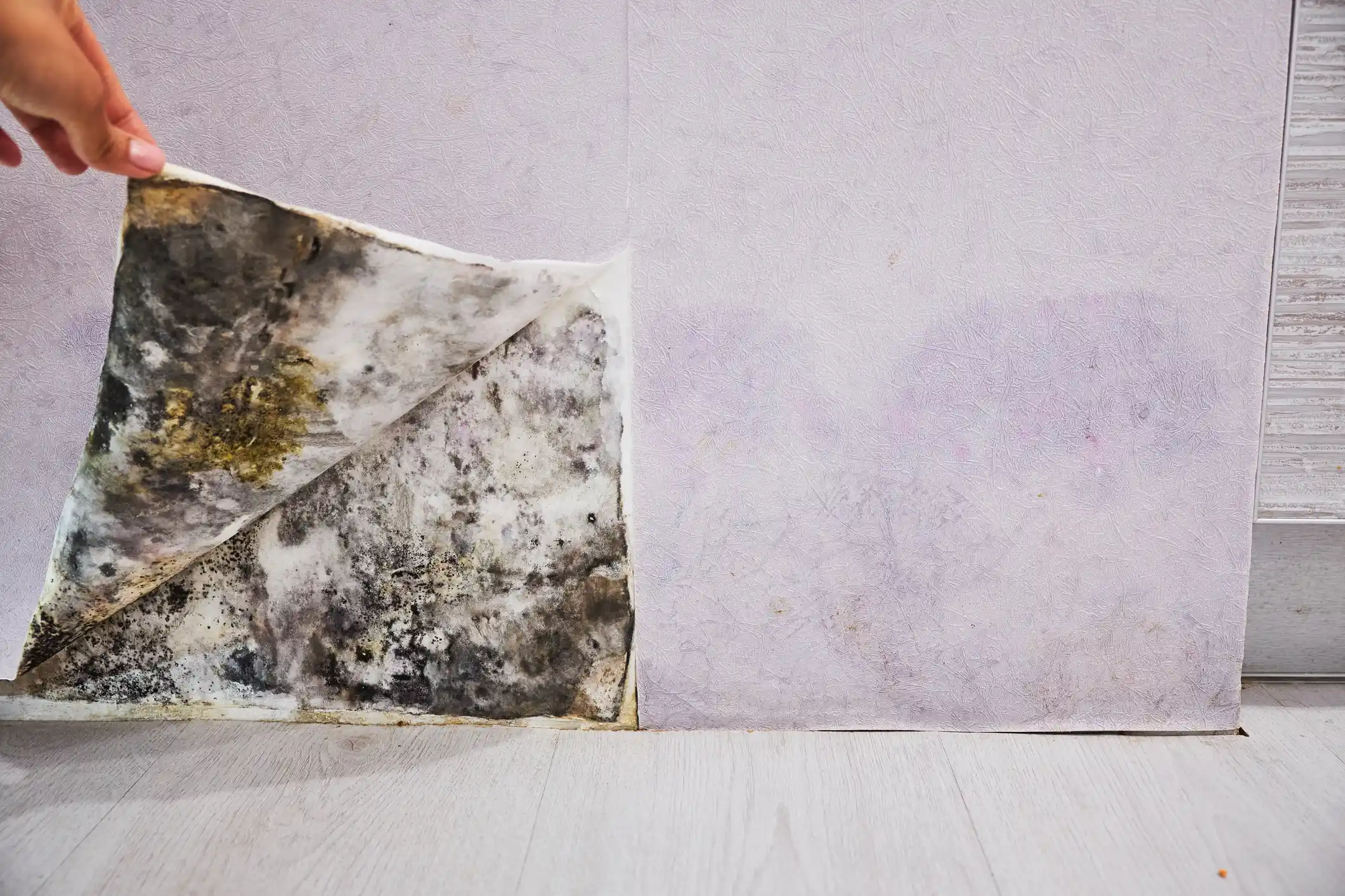 Peeling back wallpaper to reveal extensive mold behind it