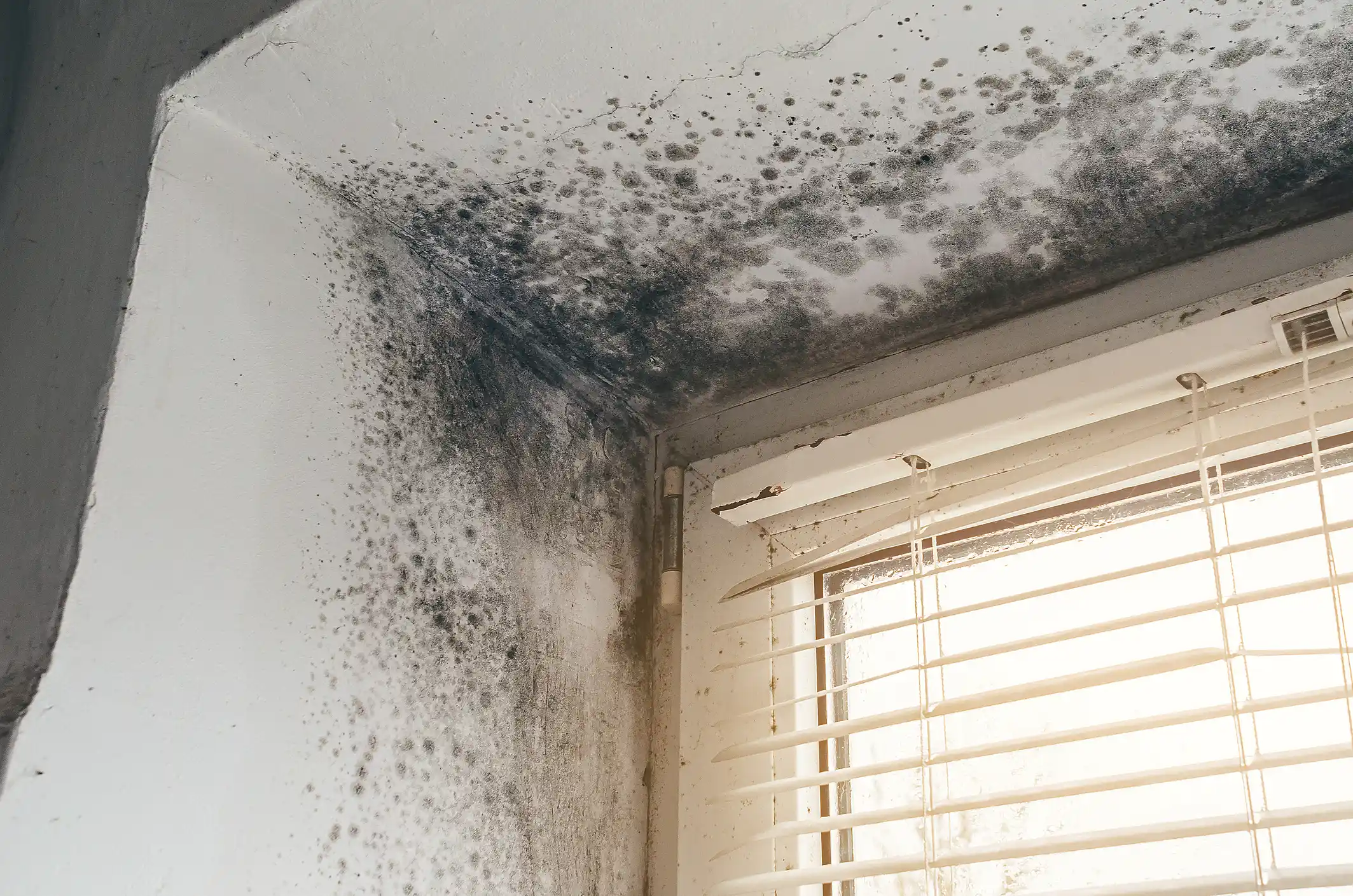 Black mold growing on a window frame