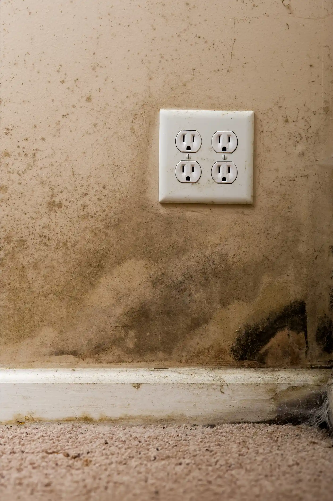 Mold growing on a wall near an electrical outlet