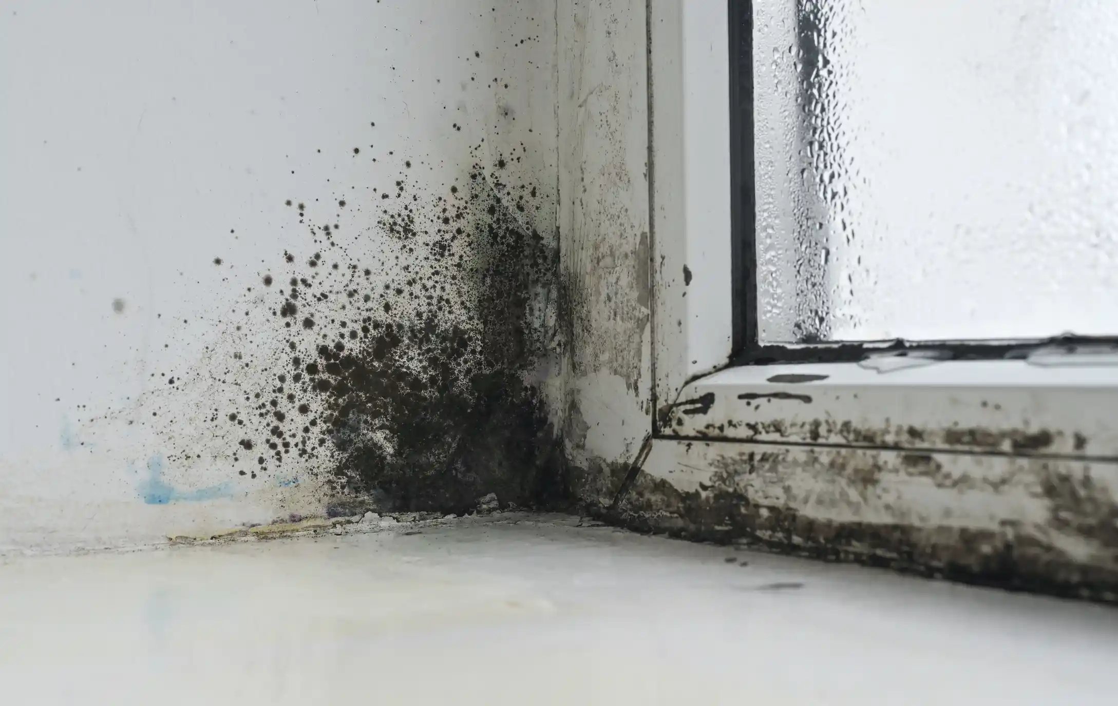 Mold growing near a window frame