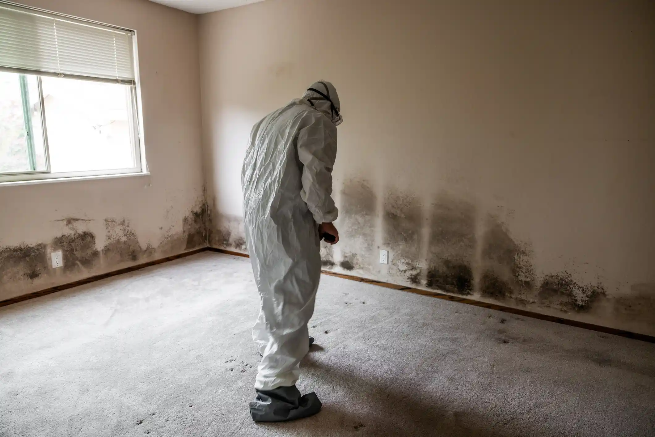 Licensed mold remediation specialist inspecting severe mold damage on walls
